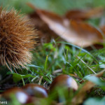 Autunno: come trascorrere il tempo con i bambini