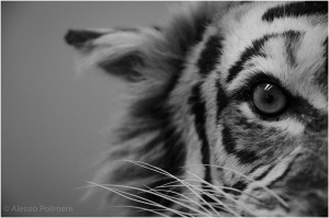 Occhio della tigre